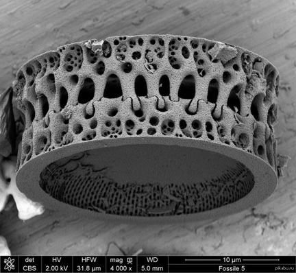 Images/Micropaleont/Diatom_Centr2.png