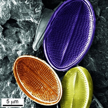 Images/Micropaleont/Diatom_penant2.png
