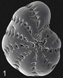 Images/Micropaleont/Foraminifera3.png