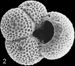 Images/Micropaleont/Foraminifera4.png