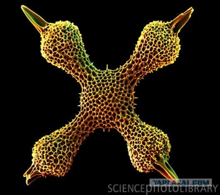 Images/Micropaleont/Radiolaria1.jpg